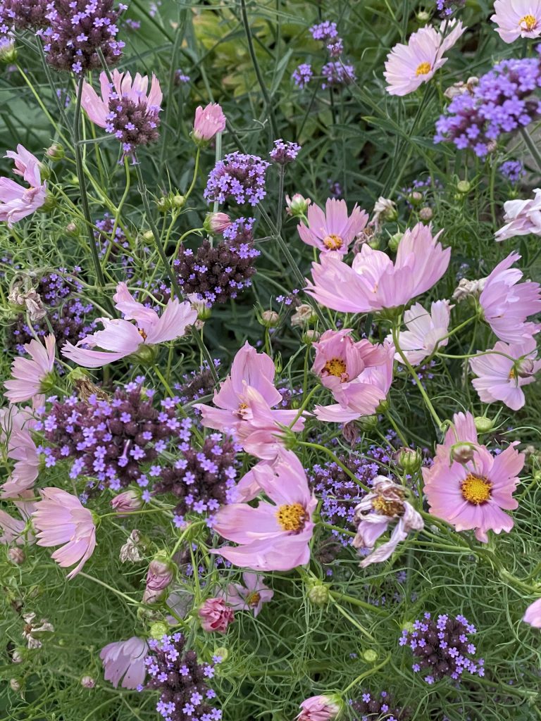 Pllangóvirág (Cosmos bipinnatus 'Apricotta' és verbena bonariensis