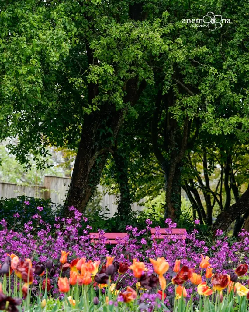 Torc garden tulipánok