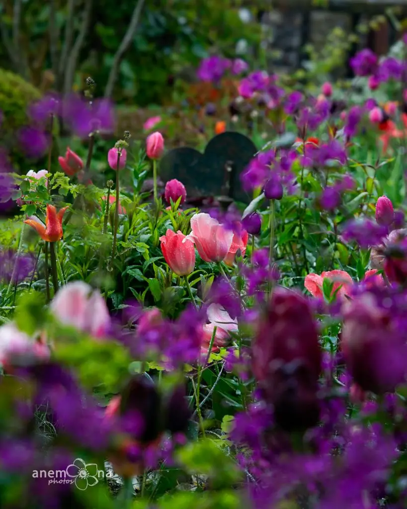 Tulipánok a belső kertben