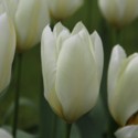 Purissima